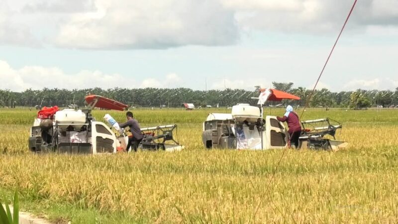 Wakil Bupati Pasbar M. Ihpan bersama petani Sialang Jaya, Kinali, sukses gelar panen raya Program Swasembada Pangan. (Foto: Diskominfo Pasbar)