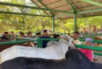 Wakil Bupati Pasbar, M. Ihpan meninjau ketersediaan dan kesehatan hewan kurban di Pasar Ternak Simpang Tiga, Kecamatan Luhak Nan Duo, Jumat (30/5/2025). (Foto: Kominfo Pasbar)