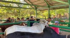 Wakil Bupati Pasbar, M. Ihpan meninjau ketersediaan dan kesehatan hewan kurban di Pasar Ternak Simpang Tiga, Kecamatan Luhak Nan Duo, Jumat (30/5/2025). (Foto: Kominfo Pasbar)