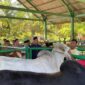 Wakil Bupati Pasbar, M. Ihpan meninjau ketersediaan dan kesehatan hewan kurban di Pasar Ternak Simpang Tiga, Kecamatan Luhak Nan Duo, Jumat (30/5/2025). (Foto: Kominfo Pasbar)