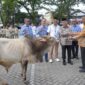 Wakil Wali Kota Padang, Maigus Nasir menyerahkan secara simbolis hewan kurban kepada perwakilan pengurus rumah ibadah di halaman kantor Perumda AM Kota Padang, Rabu (14/5/2025). (Foto: Prokopim Padang)