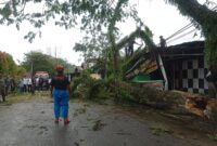 TRC BPBD Padang membersihkan pohon tumbang di kawasan Jalan Bunda, RT 01 RW 06, Kelurahan Ulak Karang Utara, Kecamatan Padang Utara, Jumat (16/5/2025). (Foto: BPBD Padang)
