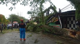 TRC BPBD Padang membersihkan pohon tumbang di kawasan Jalan Bunda, RT 01 RW 06, Kelurahan Ulak Karang Utara, Kecamatan Padang Utara, Jumat (16/5/2025). (Foto: BPBD Padang)