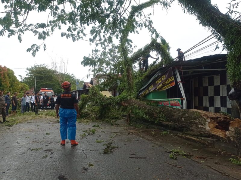 TRC BPBD Padang membersihkan pohon tumbang di kawasan Jalan Bunda, RT 01 RW 06, Kelurahan Ulak Karang Utara, Kecamatan Padang Utara, Jumat (16/5/2025). (Foto: BPBD Padang)