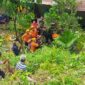 Tim gabungan mengevakuasi seorang buruh yang terjepit pohon saat menebang pohon, Rabu (28/5/2025). (Foto: BPBD Padang)