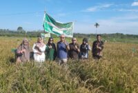 Prof. Dr. M. Zulman Harja Utama bersama Tim Monev Universitas Taman Siswa di lokasi penelitian sawah padi hitam di daerah Banda Cino, Korong Talao Mundam, Kenagarian Kataping, Padangpariaman, Senin (2/6/2025).
