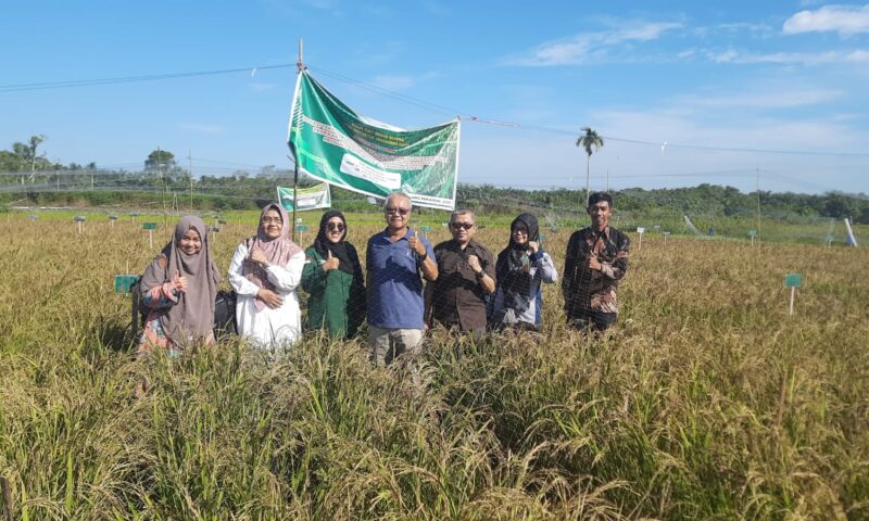 Prof. Dr. M. Zulman Harja Utama bersama Tim Monev Universitas Taman Siswa di lokasi penelitian sawah padi hitam di daerah Banda Cino, Korong Talao Mundam, Kenagarian Kataping, Padangpariaman, Senin (2/6/2025).