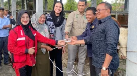 Bupati Dharmasraya Annisa Suci Ramadhani memimpin penyerahan hewan kurban secara simbolis di Pasar Ternak Gunung Medan, Kamis (5/6/2025). (Foto: Tim ADC ASR)