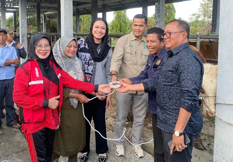 Bupati Dharmasraya Annisa Suci Ramadhani memimpin penyerahan hewan kurban secara simbolis di Pasar Ternak Gunung Medan, Kamis (5/6/2025). (Foto: Tim ADC ASR)