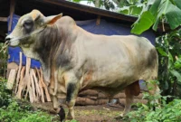 Presiden Prabowo Subianto menyerahkan bantuan sapi kurban seberat 1,1 ton ke Tanah Datar. (Foto: Prokopim Tanah Datar)