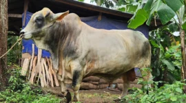 Presiden Prabowo Subianto menyerahkan bantuan sapi kurban seberat 1,1 ton ke Tanah Datar. (Foto: Prokopim Tanah Datar)