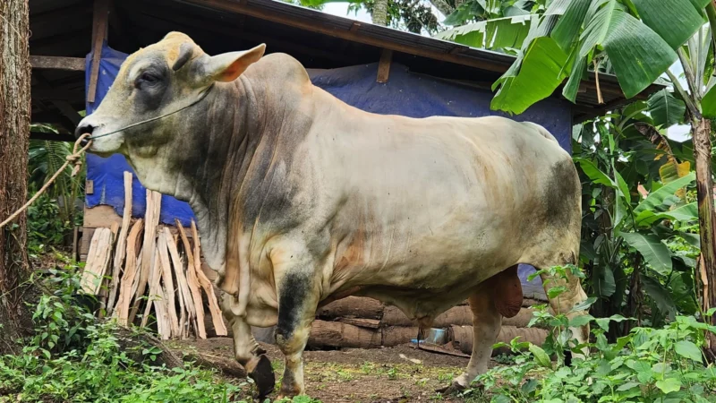 Presiden Prabowo Subianto menyerahkan bantuan sapi kurban seberat 1,1 ton ke Tanah Datar. (Foto: Prokopim Tanah Datar)