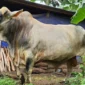 Presiden Prabowo Subianto menyerahkan bantuan sapi kurban seberat 1,1 ton ke Tanah Datar. (Foto: Prokopim Tanah Datar)