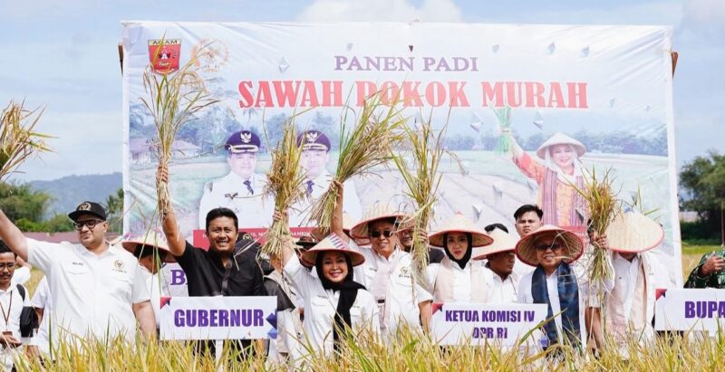 Wagub Sumbar Vasko Ruseimy mendampingi Ketua Komisi IV DPR RI, Titiek Soeharto dan lainnya panen padi Sawah Pokok Murah di Kabupaten Agam, Sabtu (21/6/2025). (Foto: ADPSB)