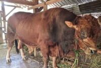 Presiden Prabowo Subianto menyumbangkan sapi kurban untuk warga Bungus Teluk Kabung, Padang. (Foto: Diskominfo Padang)