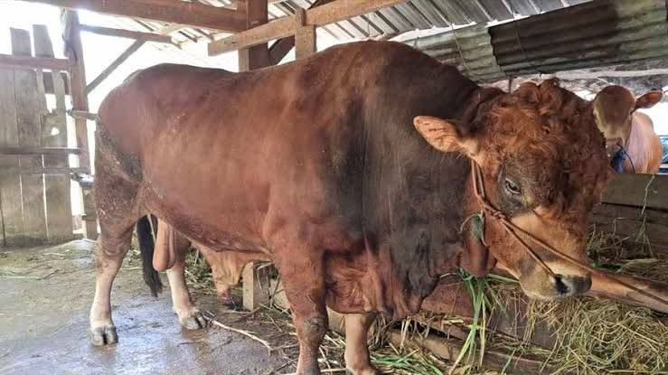 Presiden Prabowo Subianto menyumbangkan sapi kurban untuk warga Bungus Teluk Kabung, Padang. (Foto: Diskominfo Padang)