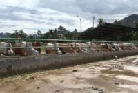Pemko Padang menyediakan layanan penyembelihan hewan kurban bagi warga yang ingin memanfaatkan fasilitas RPH Aie Pacah. (Foto: Diskominfo Padang)
