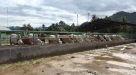 Pemko Padang menyediakan layanan penyembelihan hewan kurban bagi warga yang ingin memanfaatkan fasilitas RPH Aie Pacah. (Foto: Diskominfo Padang)