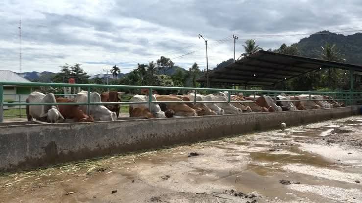 Pemko Padang menyediakan layanan penyembelihan hewan kurban bagi warga yang ingin memanfaatkan fasilitas RPH Aie Pacah. (Foto: Diskominfo Padang)
