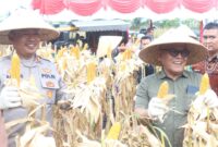 Bupati Pasbar Yulianto bersama Kapolres Pasbar AKBP Agung Tribawanto dan jajaran Forkopimda panen jagung di Poktan Banja Harapan Duo, Jorong Sukomananti, Nagari Sukomananti Aua Kuniang, Kecamatan Pasaman, Kamis (5/6/2025). (Foto: Diskominfo Pasbar)