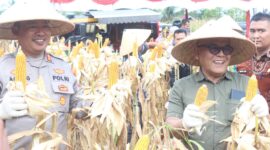 Bupati Pasbar Yulianto bersama Kapolres Pasbar AKBP Agung Tribawanto dan jajaran Forkopimda panen jagung di Poktan Banja Harapan Duo, Jorong Sukomananti, Nagari Sukomananti Aua Kuniang, Kecamatan Pasaman, Kamis (5/6/2025). (Foto: Diskominfo Pasbar)