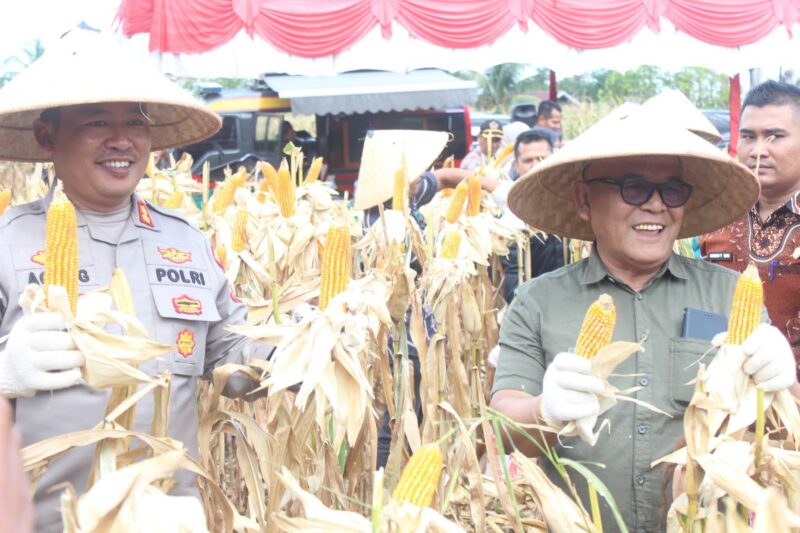 Bupati Pasbar Yulianto bersama Kapolres Pasbar AKBP Agung Tribawanto dan jajaran Forkopimda panen jagung di Poktan Banja Harapan Duo, Jorong Sukomananti, Nagari Sukomananti Aua Kuniang, Kecamatan Pasaman, Kamis (5/6/2025). (Foto: Diskominfo Pasbar)