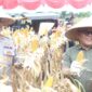 Bupati Pasbar Yulianto bersama Kapolres Pasbar AKBP Agung Tribawanto dan jajaran Forkopimda panen jagung di Poktan Banja Harapan Duo, Jorong Sukomananti, Nagari Sukomananti Aua Kuniang, Kecamatan Pasaman, Kamis (5/6/2025). (Foto: Diskominfo Pasbar)