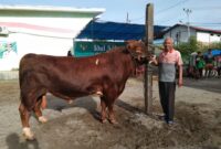 Sapi limosin seberat 950 kilogram milik Mardi dibeli oleh Presiden Prabowo Subianto. (Foto: Diskominfo Padang)