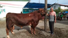 Sapi limosin seberat 950 kilogram milik Mardi dibeli oleh Presiden Prabowo Subianto. (Foto: Diskominfo Padang)