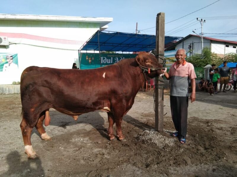 Sapi limosin seberat 950 kilogram milik Mardi dibeli oleh Presiden Prabowo Subianto. (Foto: Diskominfo Padang)