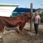 Sapi limosin seberat 950 kilogram milik Mardi dibeli oleh Presiden Prabowo Subianto. (Foto: Diskominfo Padang)