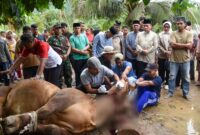 Wakil Wali Kota Padang, Maigus Nasir menyaksikan prosesi penyembelihan sapi kurban dari Presiden Prabowo Subianto di Masjid Raudhatul Ilahi, Bungus Teluk Kabung, Sabtu (7/6/2025). (Foto: Prokopim Padang)