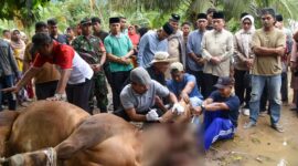Wakil Wali Kota Padang, Maigus Nasir menyaksikan prosesi penyembelihan sapi kurban dari Presiden Prabowo Subianto di Masjid Raudhatul Ilahi, Bungus Teluk Kabung, Sabtu (7/6/2025). (Foto: Prokopim Padang)
