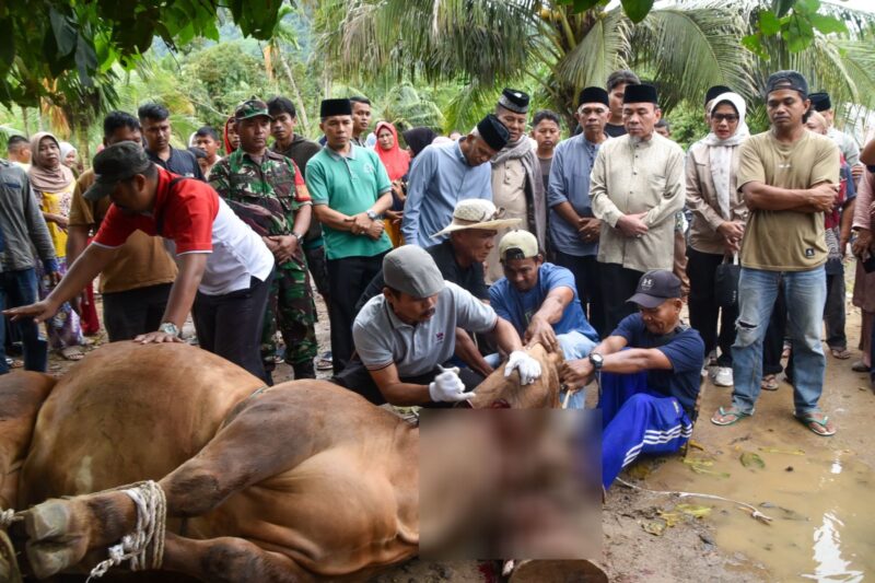 Wakil Wali Kota Padang, Maigus Nasir menyaksikan prosesi penyembelihan sapi kurban dari Presiden Prabowo Subianto di Masjid Raudhatul Ilahi, Bungus Teluk Kabung, Sabtu (7/6/2025). (Foto: Prokopim Padang)