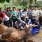 Wakil Wali Kota Padang, Maigus Nasir menyaksikan prosesi penyembelihan sapi kurban dari Presiden Prabowo Subianto di Masjid Raudhatul Ilahi, Bungus Teluk Kabung, Sabtu (7/6/2025). (Foto: Prokopim Padang)