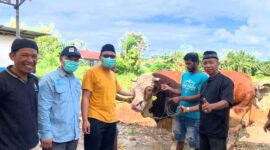 Presiden Prabowo Subianto berkurban sapi 1 ton di Pasaman Barat. (Foto: Diskominfo Pasbar)