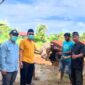 Presiden Prabowo Subianto berkurban sapi 1 ton di Pasaman Barat. (Foto: Diskominfo Pasbar)