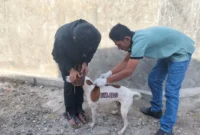 Dispangtan Padang Panjang menyelesaikan program vaksinasi rabies massal terhadap HPR yang dilaksanakan sejak 7 hingga 31 Juli 2025. (Foto: Diskominfo Padang)