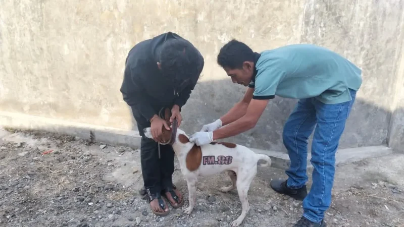 Dispangtan Padang Panjang menyelesaikan program vaksinasi rabies massal terhadap HPR yang dilaksanakan sejak 7 hingga 31 Juli 2025. (Foto: Diskominfo Padang)
