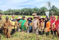 Ketua TP PKK Pasbar, Ny. Sifrowati Yulianto bersama warga, petani dan lainnya panen raya di Nagari Koto Sawah Ujung Gading, Kecamatan Lembah Melintang, Kamis (28/8). (Foto: Diskominfo Pasbar)