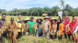 Ketua TP PKK Pasbar, Ny. Sifrowati Yulianto bersama warga, petani dan lainnya panen raya di Nagari Koto Sawah Ujung Gading, Kecamatan Lembah Melintang, Kamis (28/8). (Foto: Diskominfo Pasbar)