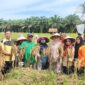 Ketua TP PKK Pasbar, Ny. Sifrowati Yulianto bersama warga, petani dan lainnya panen raya di Nagari Koto Sawah Ujung Gading, Kecamatan Lembah Melintang, Kamis (28/8). (Foto: Diskominfo Pasbar)