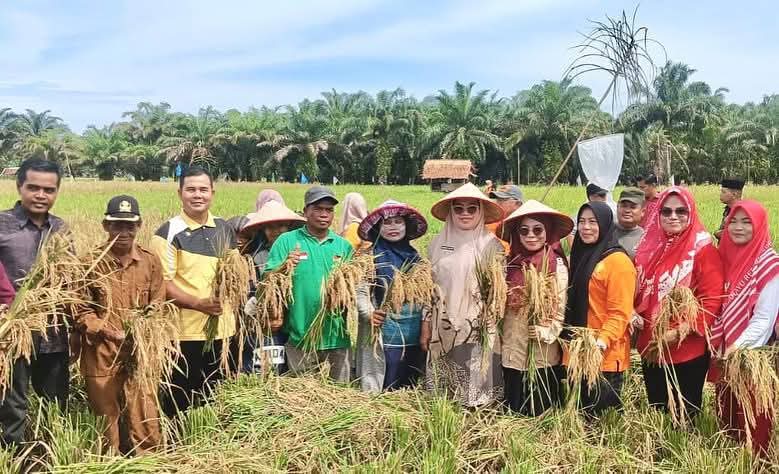 Ketua TP PKK Pasbar, Ny. Sifrowati Yulianto bersama warga, petani dan lainnya panen raya di Nagari Koto Sawah Ujung Gading, Kecamatan Lembah Melintang, Kamis (28/8). (Foto: Diskominfo Pasbar)
