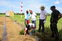 Pemkab Padang Pariaman, TNI, dan BWS Sumatera V menggelar Gerakan Irigasi Bersih di Irigasi Batang Anai, Nagari Punggung Kasiak, Kecamatan Lubuk Alung, Kamis (14/8/2025). (Foto: Kominfo Padang Pariaman)