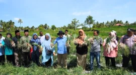 Bupati Tanah Datar Eka Putra bersama Ketua TP PKK Ny. Lise Eka Putra memanen bawang Keltan BMC Jaya Cubadak. (Foto: Prokopim Padang)