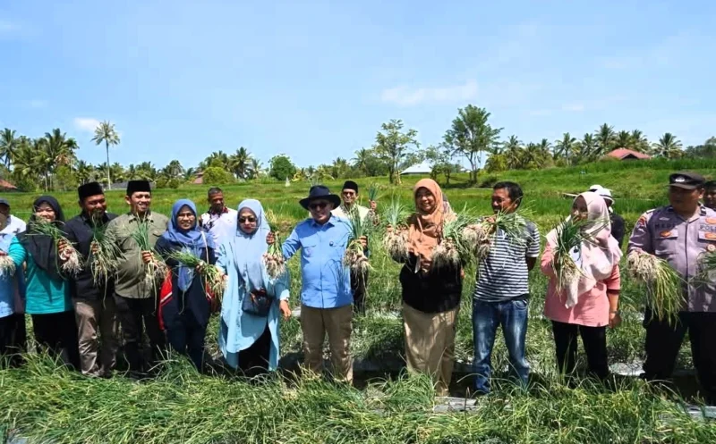 Bupati Tanah Datar Eka Putra bersama Ketua TP PKK Ny. Lise Eka Putra memanen bawang Keltan BMC Jaya Cubadak. (Foto: Prokopim Padang)
