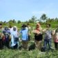 Bupati Tanah Datar Eka Putra bersama Ketua TP PKK Ny. Lise Eka Putra memanen bawang Keltan BMC Jaya Cubadak. (Foto: Prokopim Padang)