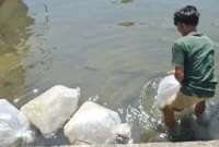 Pemko Padang Panjang menerima bantuan induk ikan dari BPBAT Sungai Gelam, Jambi, Sabtu (9/8/2025). (Foto: Kominfo Padang Panjang)