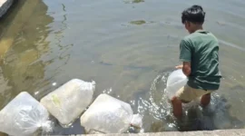 Pemko Padang Panjang menerima bantuan induk ikan dari BPBAT Sungai Gelam, Jambi, Sabtu (9/8/2025). (Foto: Kominfo Padang Panjang)