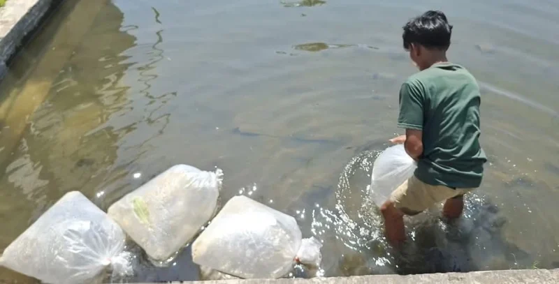 Pemko Padang Panjang menerima bantuan induk ikan dari BPBAT Sungai Gelam, Jambi, Sabtu (9/8/2025). (Foto: Kominfo Padang Panjang)